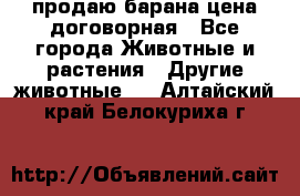 продаю барана цена договорная - Все города Животные и растения » Другие животные   . Алтайский край,Белокуриха г.